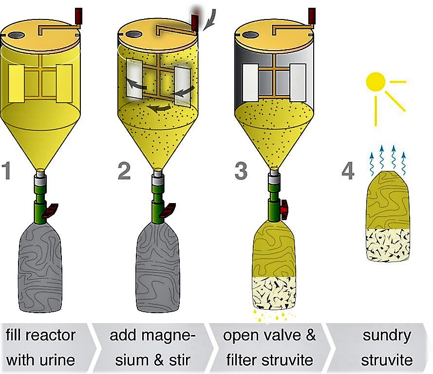 The basic steps of struvite production in the precipitation reactor. Source: ETTER (2009)