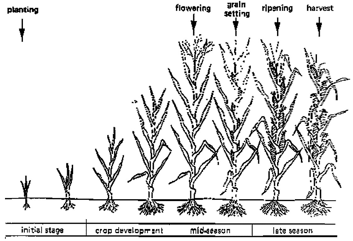 Growth stage of a crop. Source: FAO (1986) 