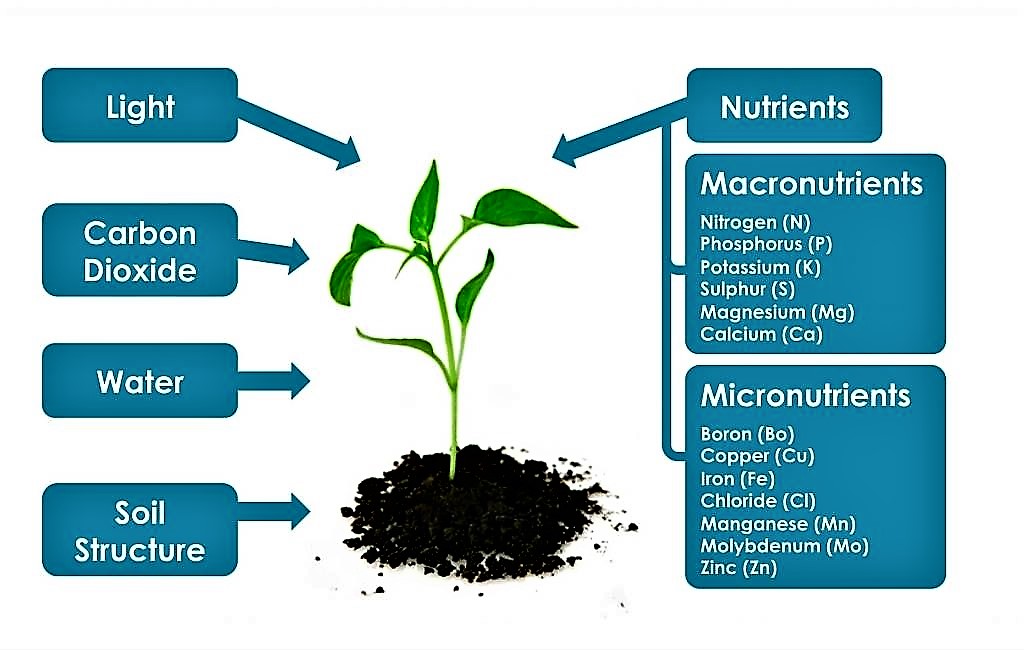 Basic plant requirements. Source: GENSCH (2010)