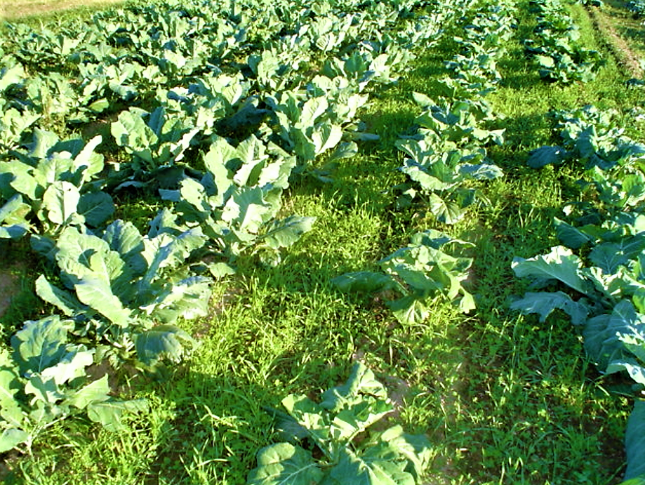 A field of cover crops: in between the collards in this field is a cover crop mix of rye, hairy vetch and crimson clover, which provides a lush cover protecting the soil from harsh winds and eroding/compacting rains. Source: TILLER (2012) 
