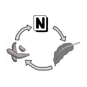 how do nutrients cycle through an ecosystem