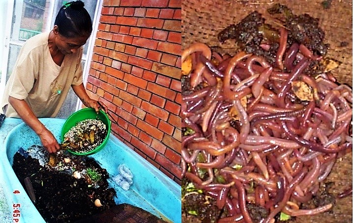 Vermi-composting in Kathmandu (left) and worms used for vermi-composting (right). Source: ENPHO (n.y.), S. Pradhan