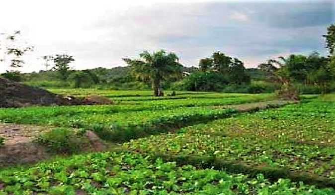 Lettuce farm fertilised with safe compost made out of faecal sludge treated in drying beds at Gyenyasi farmers association in Kumasi. Source: ERIKSEN-HAMEL & DANSO (2008)