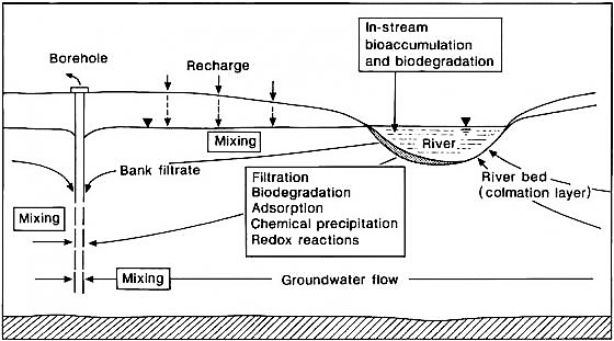 Schematic diagram of processes affecting water quality during the bank filtration process