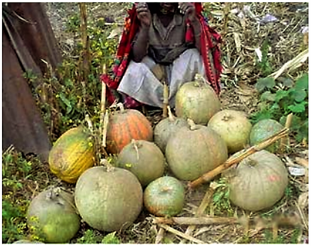 Pumpkin grown with compost in Ethiopia. Source: MORGAN (2007)