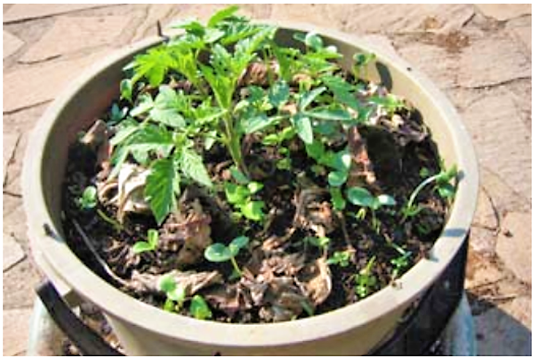 Tomatoes growing in pit filled with compost from an arborloo. Source: MORGAN (2007) 
