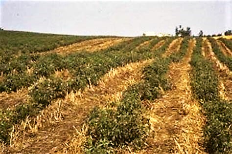Even a small amount of crop residue can provide a benefit to a growing crop under extremely dry conditions. The residue moderates soil temperatures and help to reduce evaporation of soil water