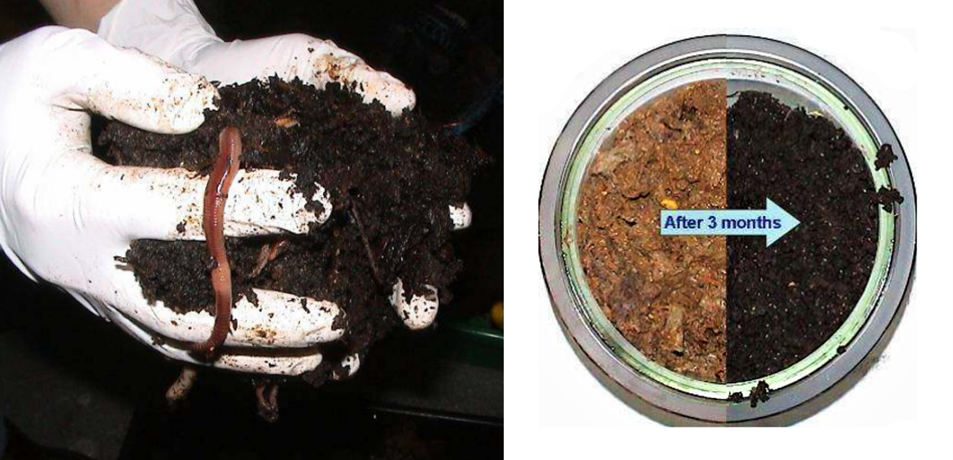 Vermicompost (left) transforms the lacto-fermented kitchen waste and excreta (right) into the black carbon- and fertiliser-rich terra preta. Source: OTTERPOHL (n.y. b)
