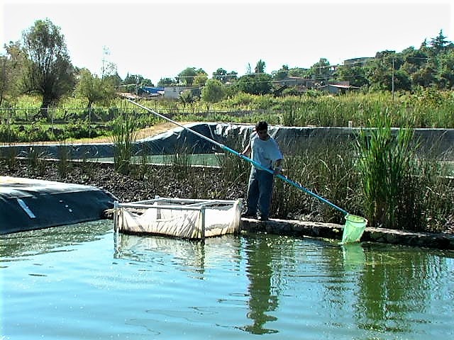 Laguna de acuicultura Cucuchucho, Michoacán