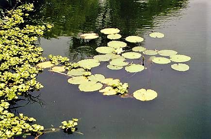 Laguna de estabilización con plantas flotantes, Orizaba, Veracruz