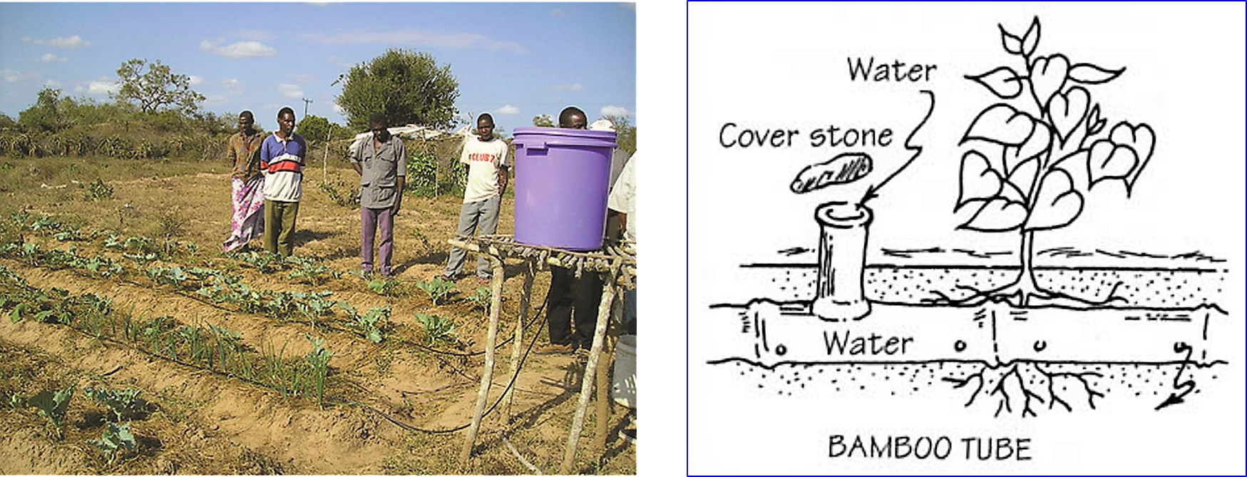 A self-made irrigation system in Africa with a bucket as a water reservoir and simple plastic hoses for the distribution. If bamboo is available, it can be used as distribution pipes. Source: STANDISH (2009) and INFONET-BIOVISION (2010)
