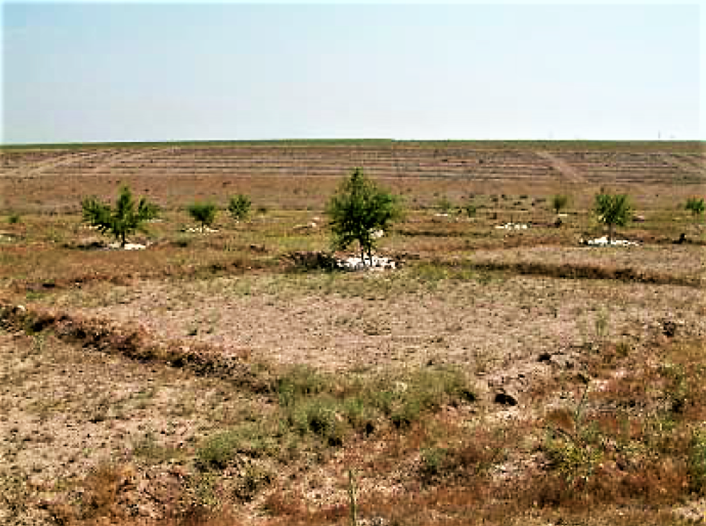 Negarim micro basins with almond trees in Iran. Source: TAVAKOLI (2004) 