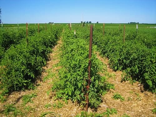Mulching of staked tomatoes. In addition to protecting the soil from erosion, this practice conserves water and reduces the need for irrigation. Source: WANDER (2011) 