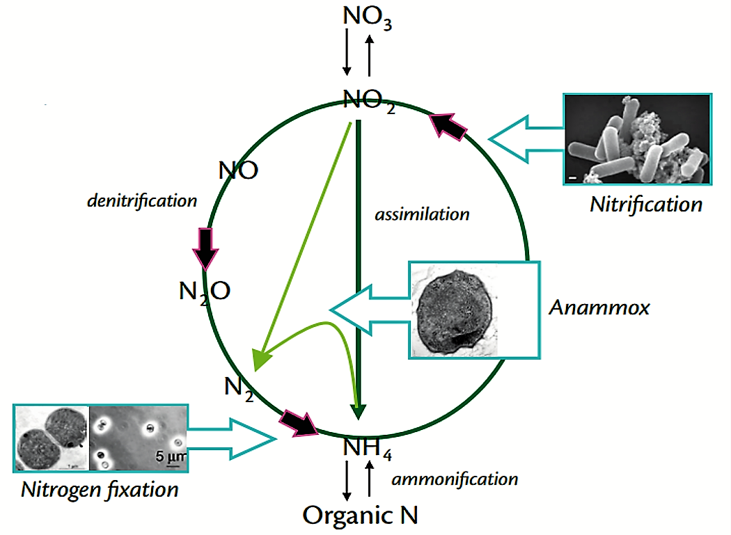 Involvement of the Anammox process in the biological nitrogen cycle including metabolic pathway for anaerobic ammonium oxidation. Source: WARD et al. (2011)